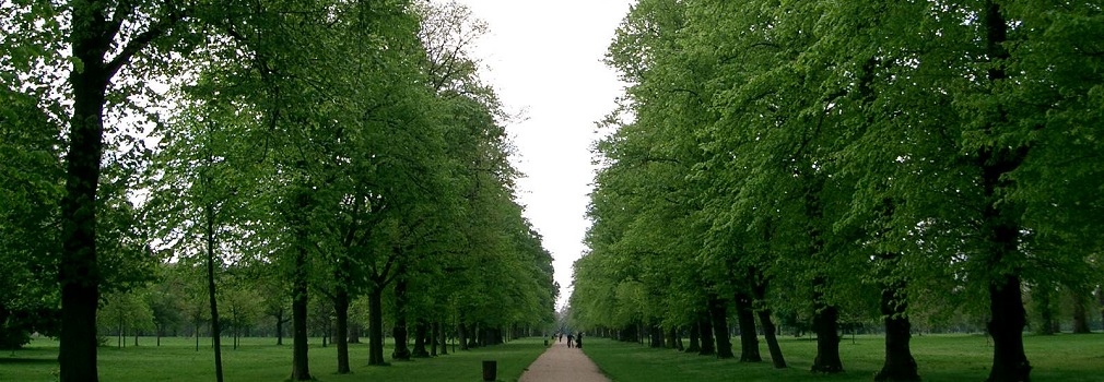 a large tree in a park